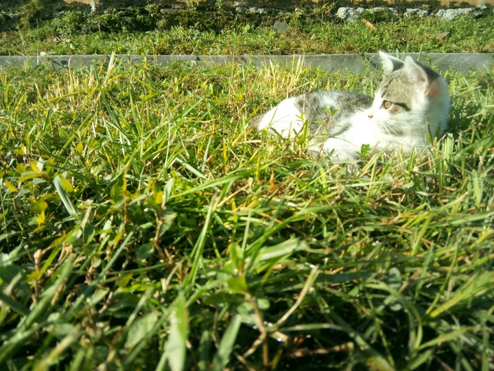 kitten