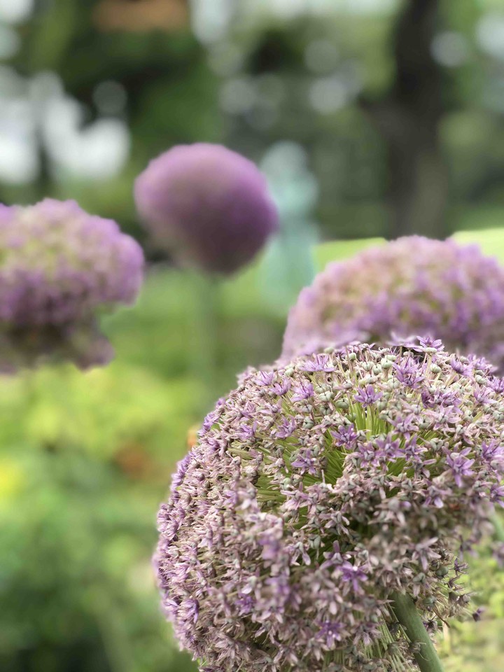 summer flower
