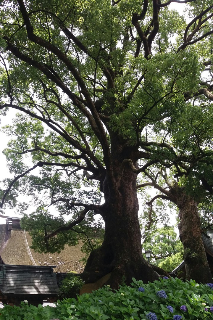 tree