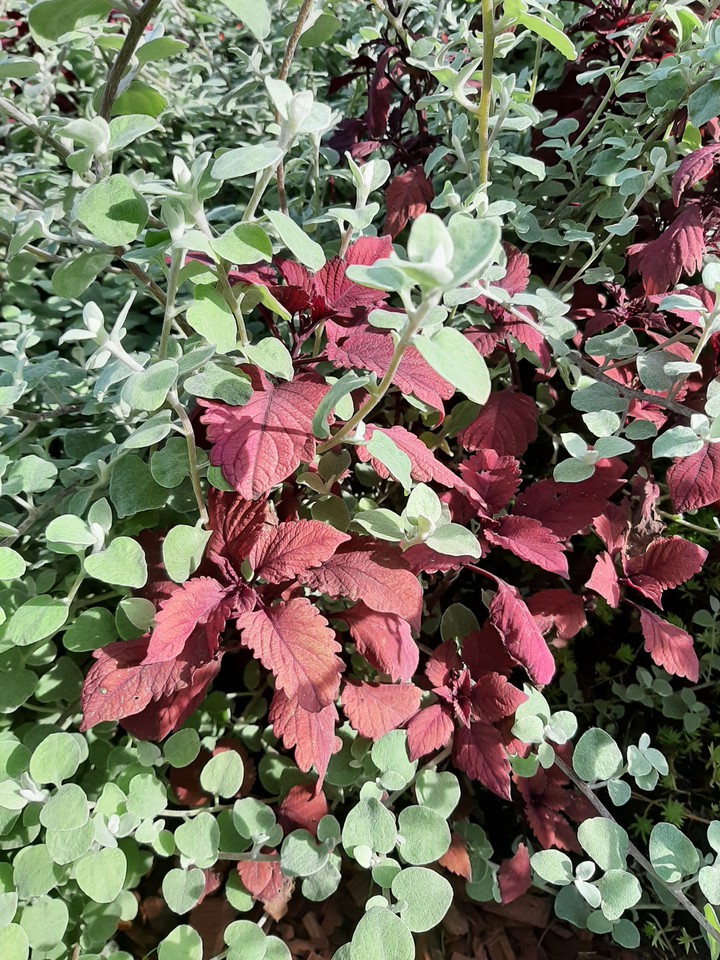 Plant