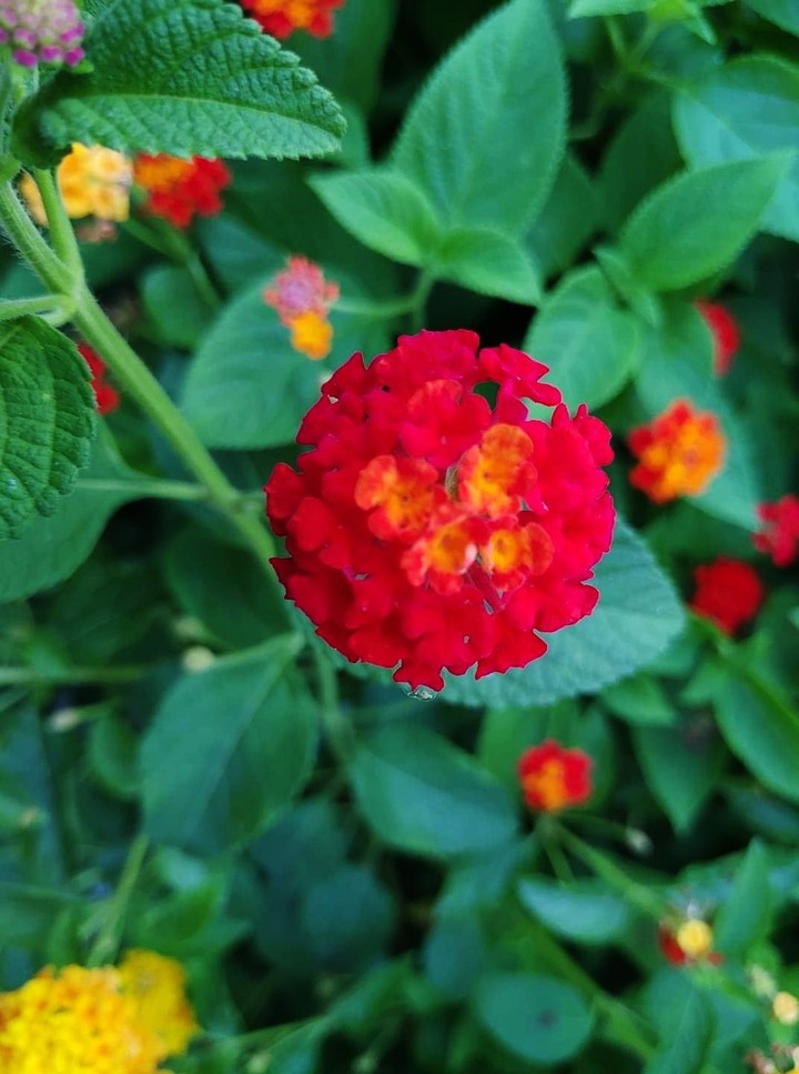 beauty of natute