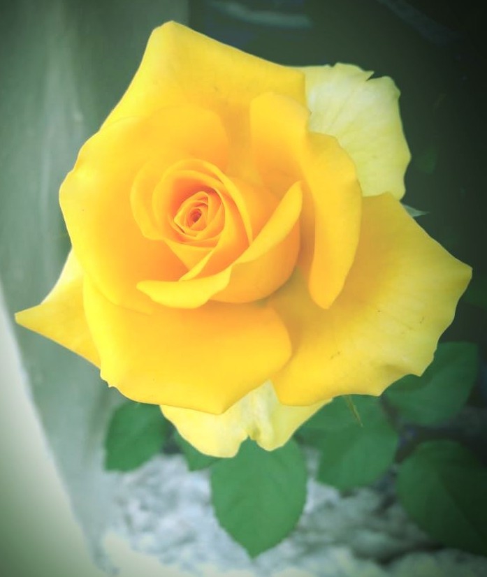 flower i love