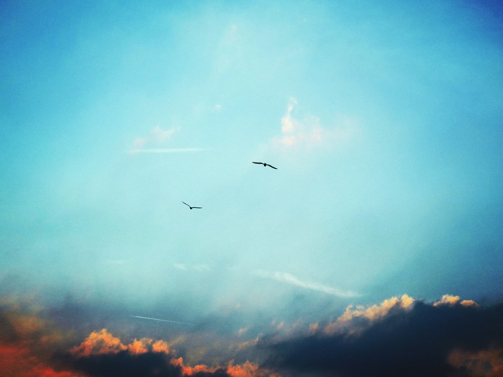 birds