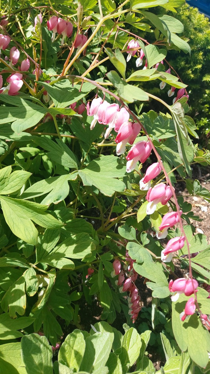 금낭화(야생화)