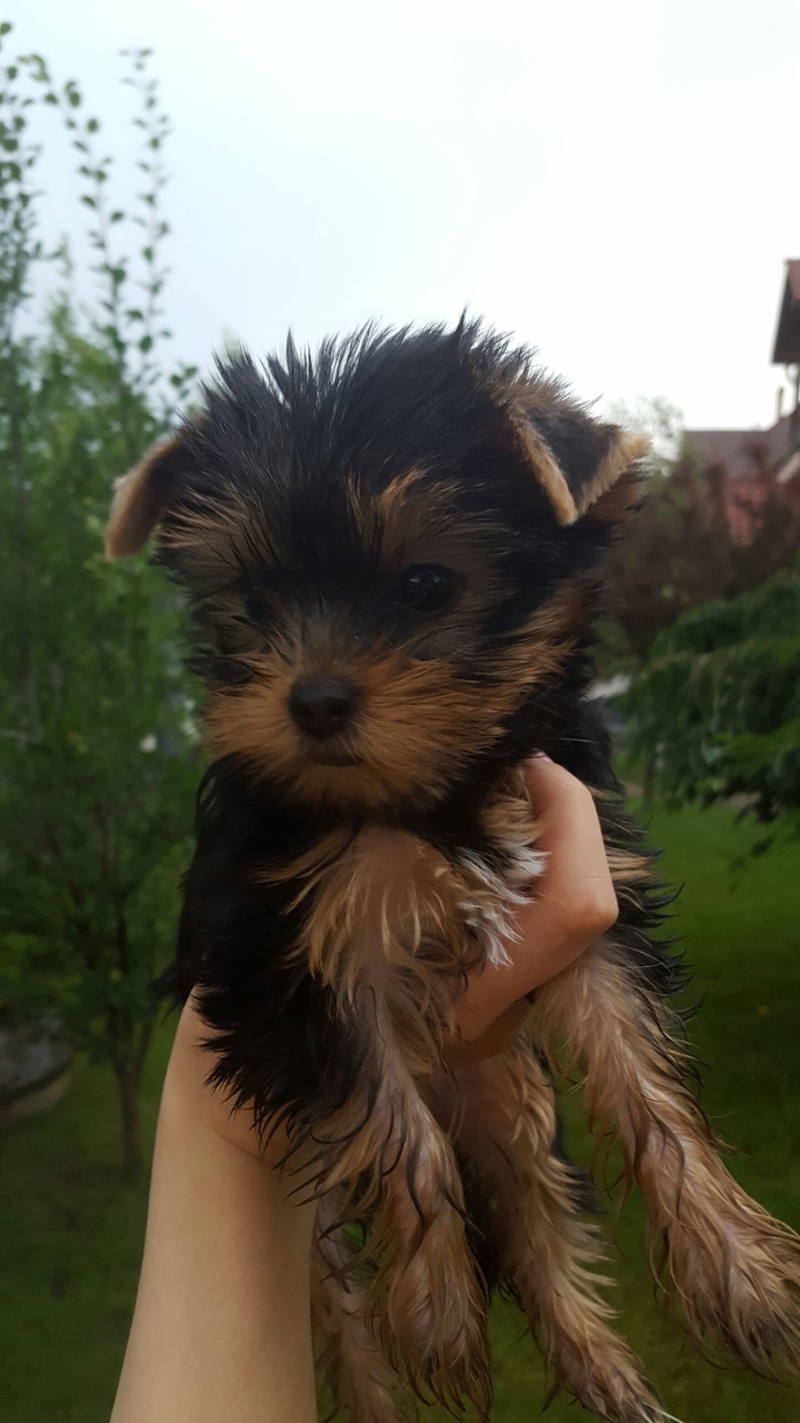 Wet doggy))