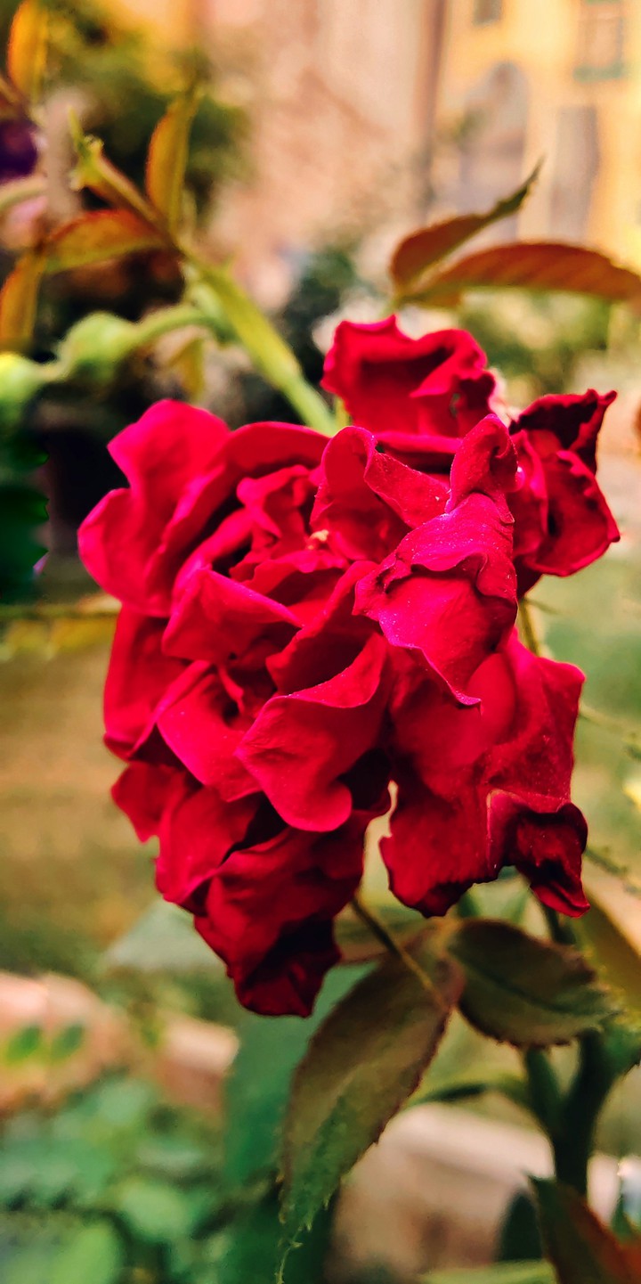 symbol of love
