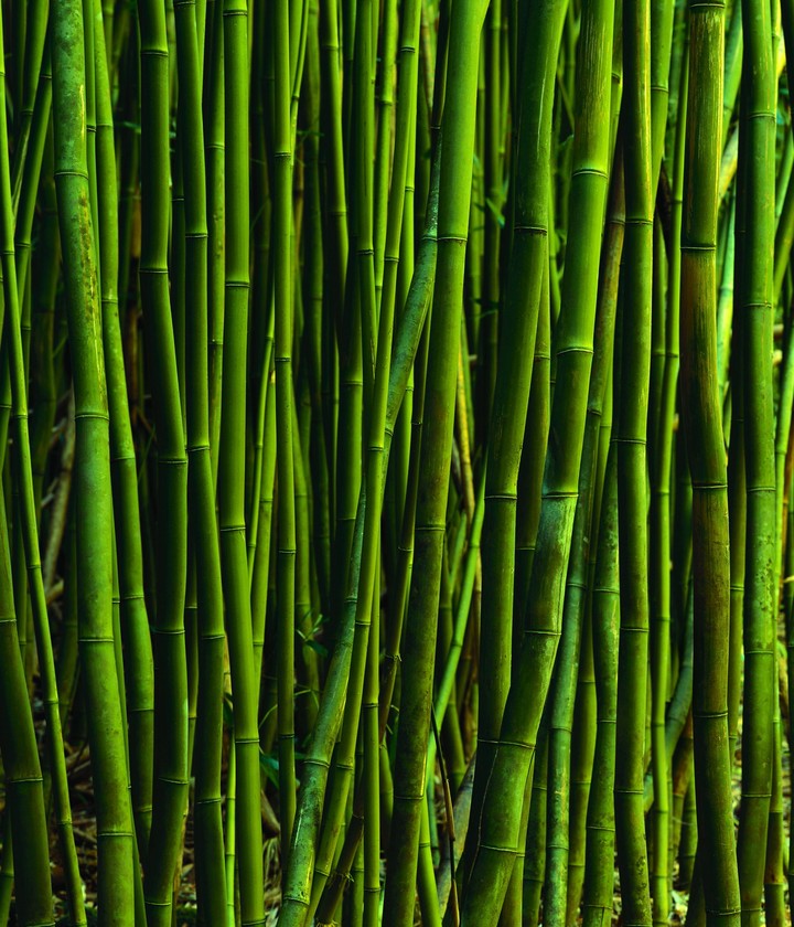 Plant