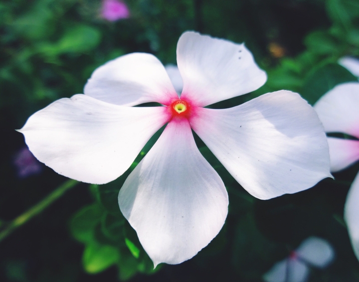lovely flower