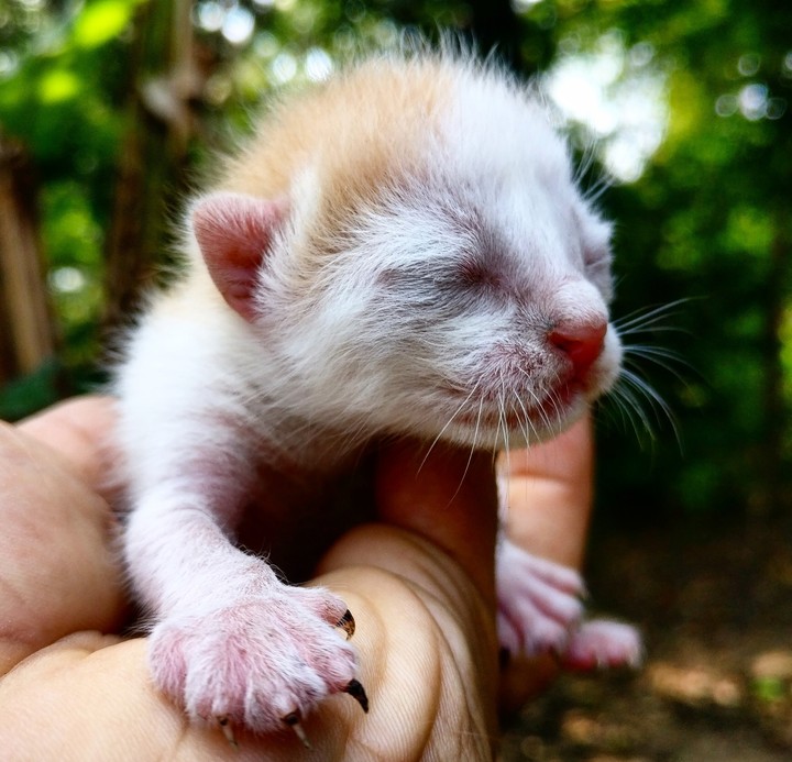 The smallest feline is a Masterpiece