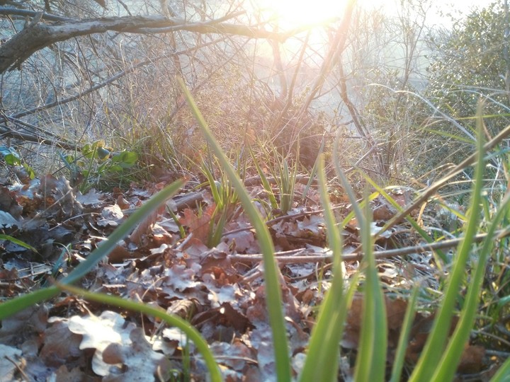 nature