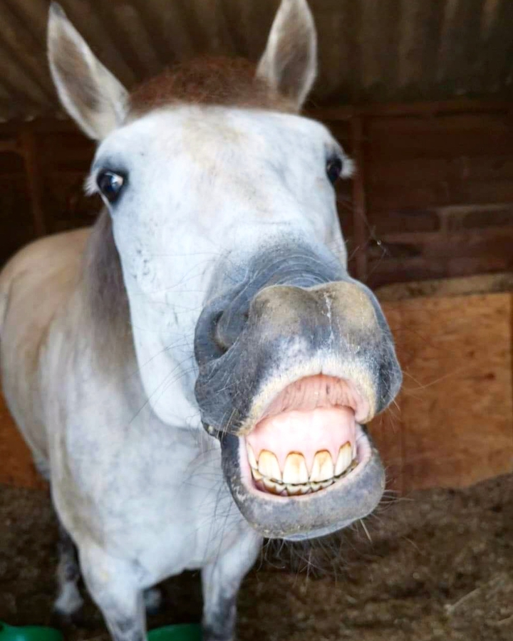Say cheese!