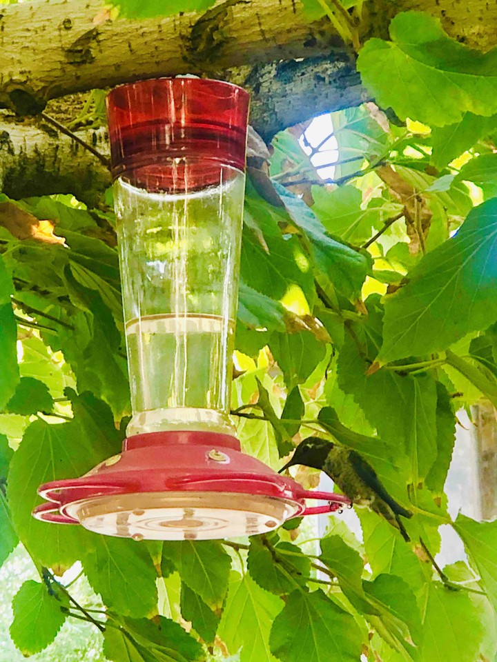 Colibrí