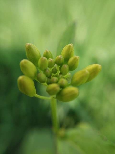 buds