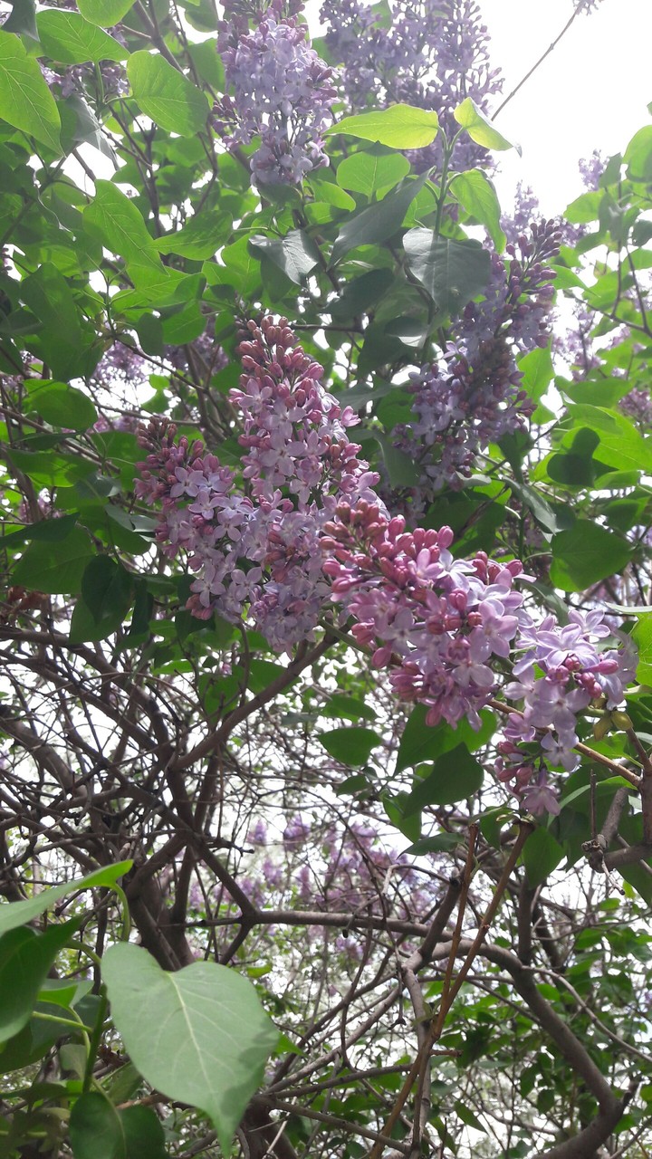 Lilac in the yard