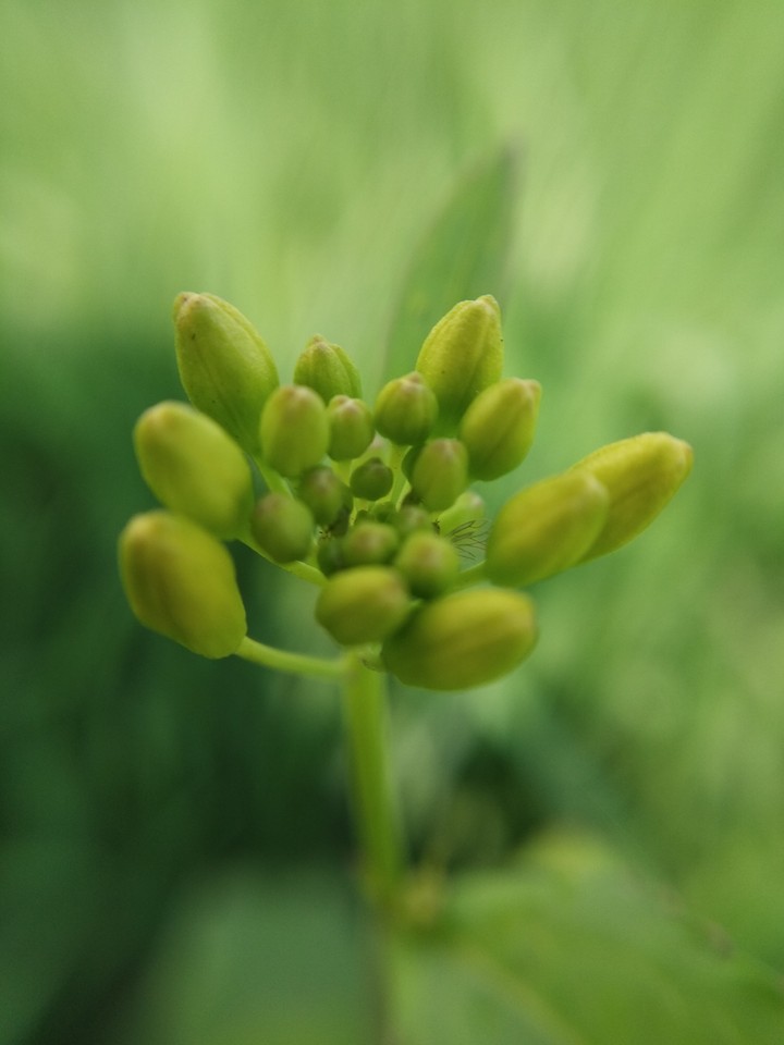buds