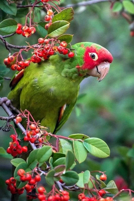 Parrot