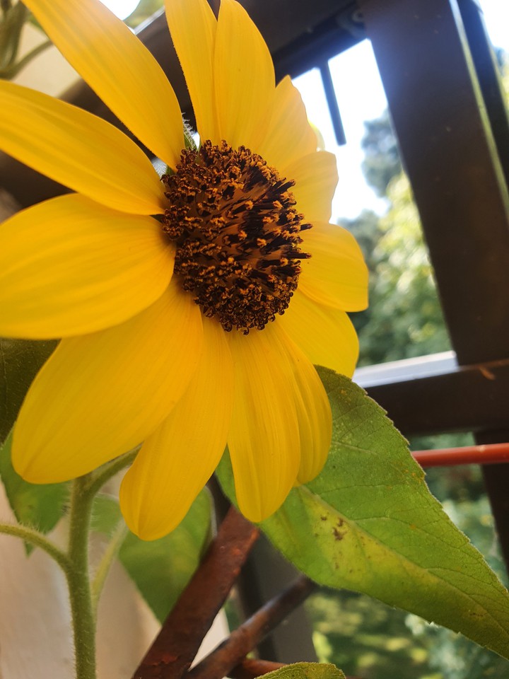 tournesol