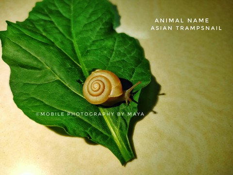 Snail ?