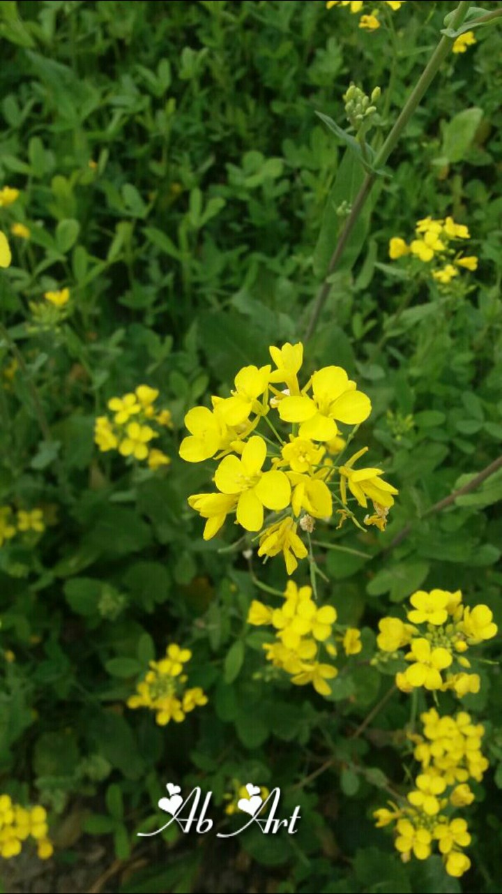 flowers