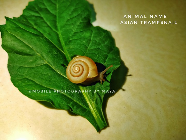 Snail ?