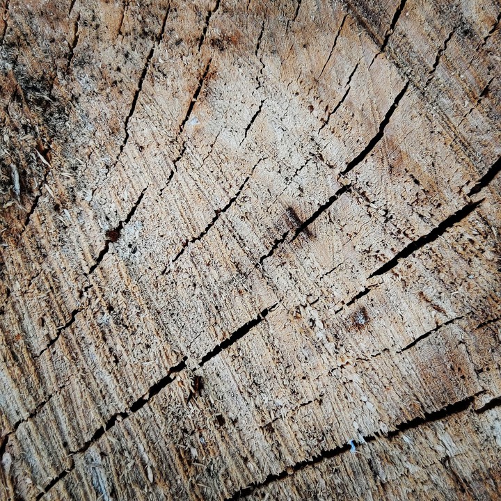 Tree trunk