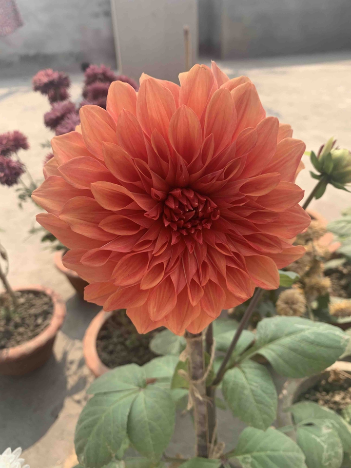 flower