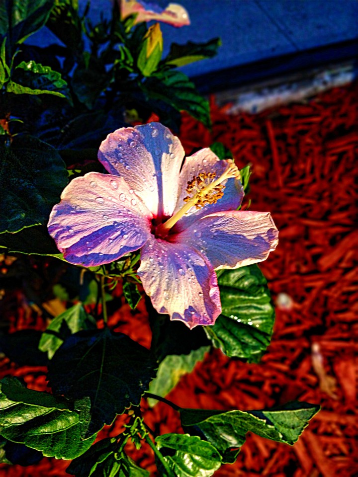 Rain Drops on a Pink Flower