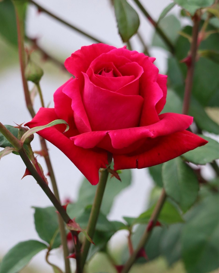Red Rose