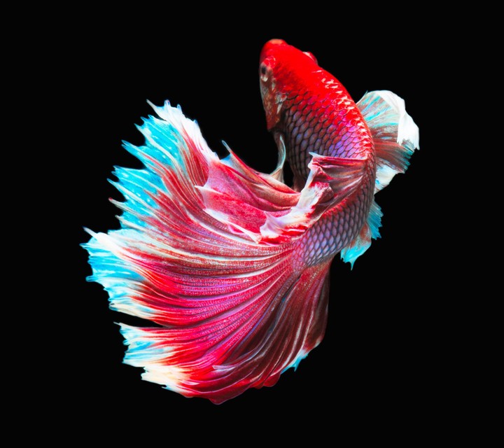 fish