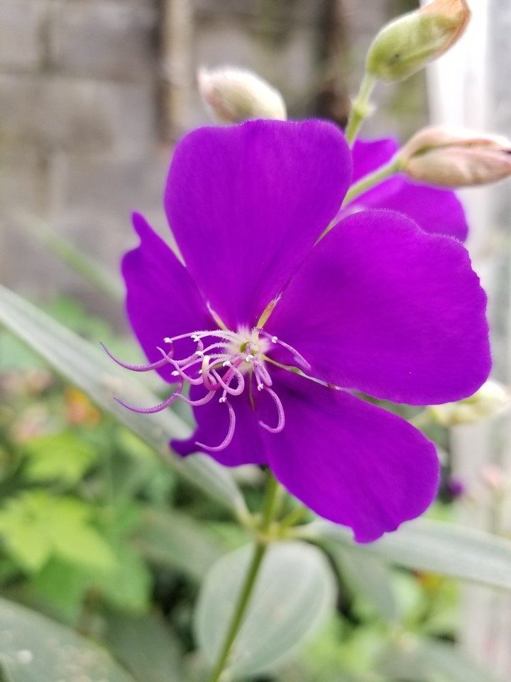 MORADO NATURAL