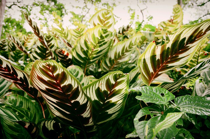 greens after sunlight