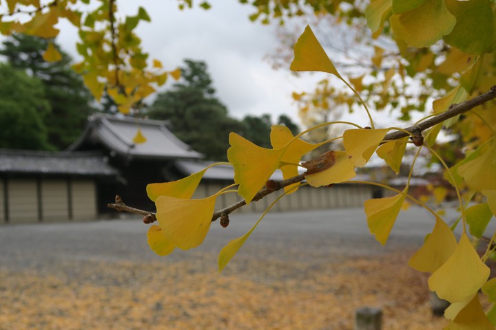 autumn