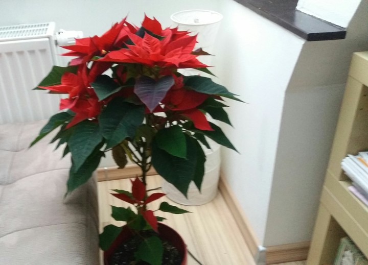 Weihnachtsstern