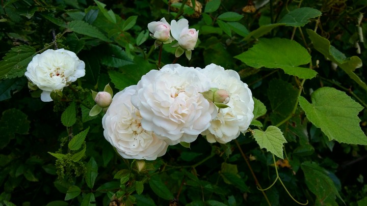 garden borjomi