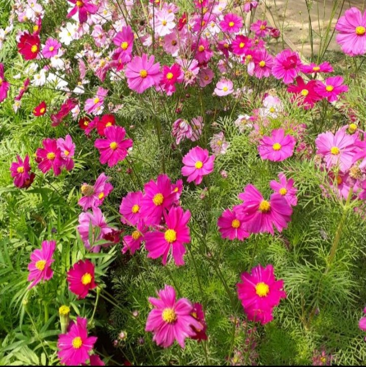 cosmos flowers