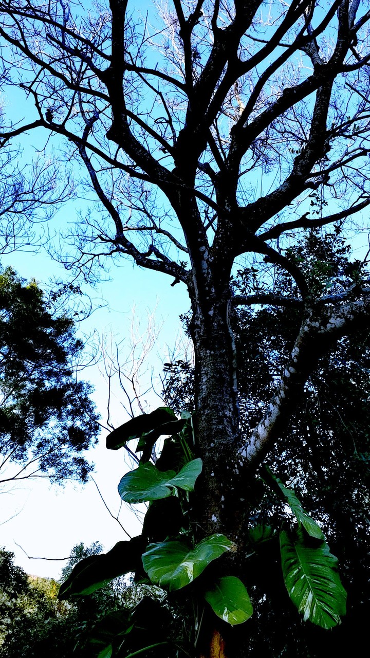Life and Tree
