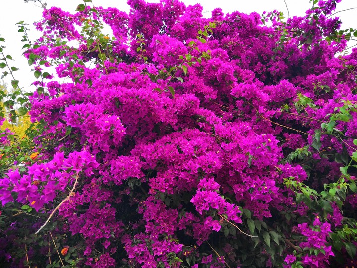 Flowers