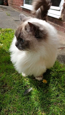 lilley in the garden!!!