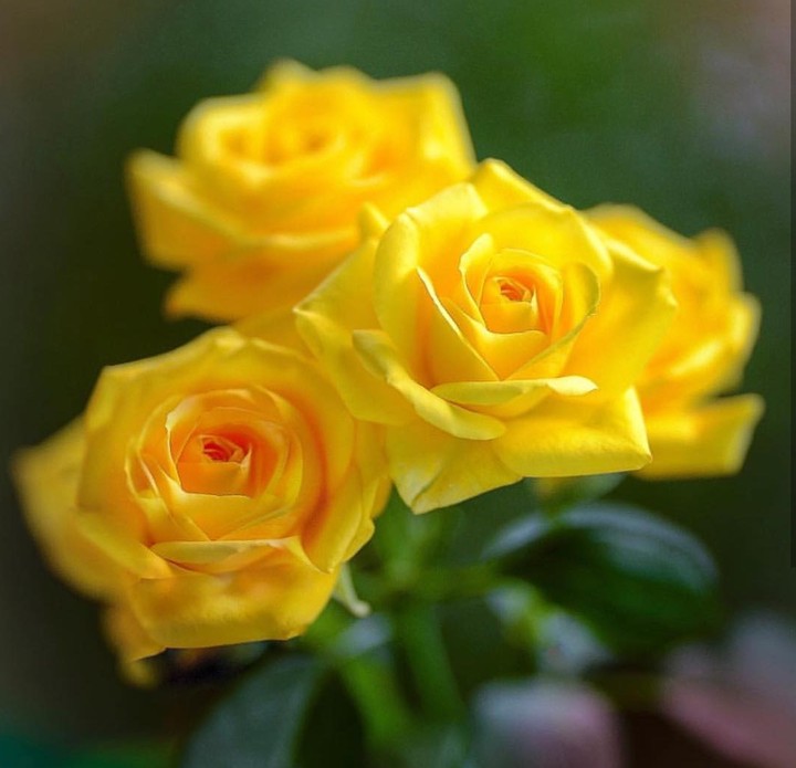 yellow beuty