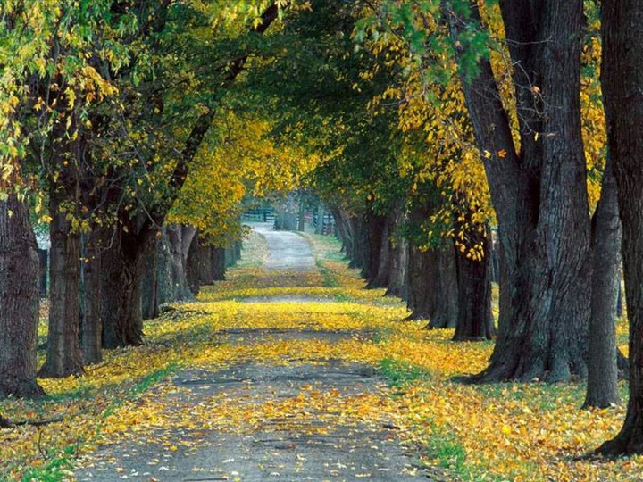 beauty nature