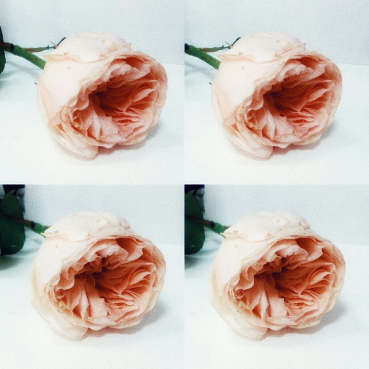 my favorite rose