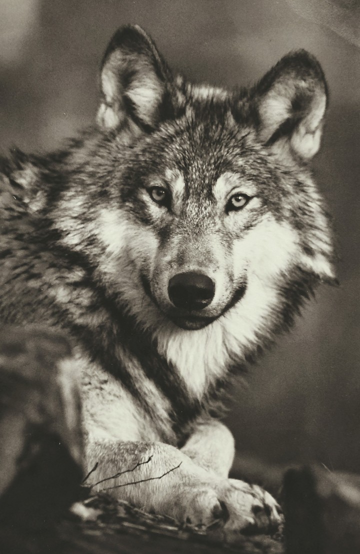wolf