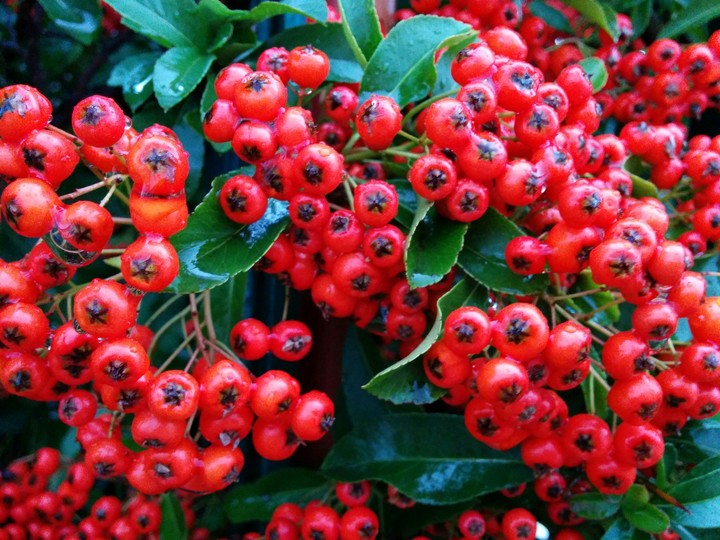 Beeren