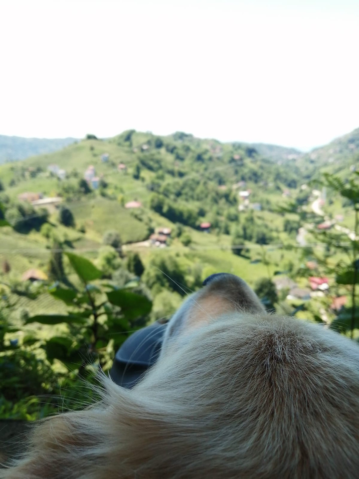 paşa