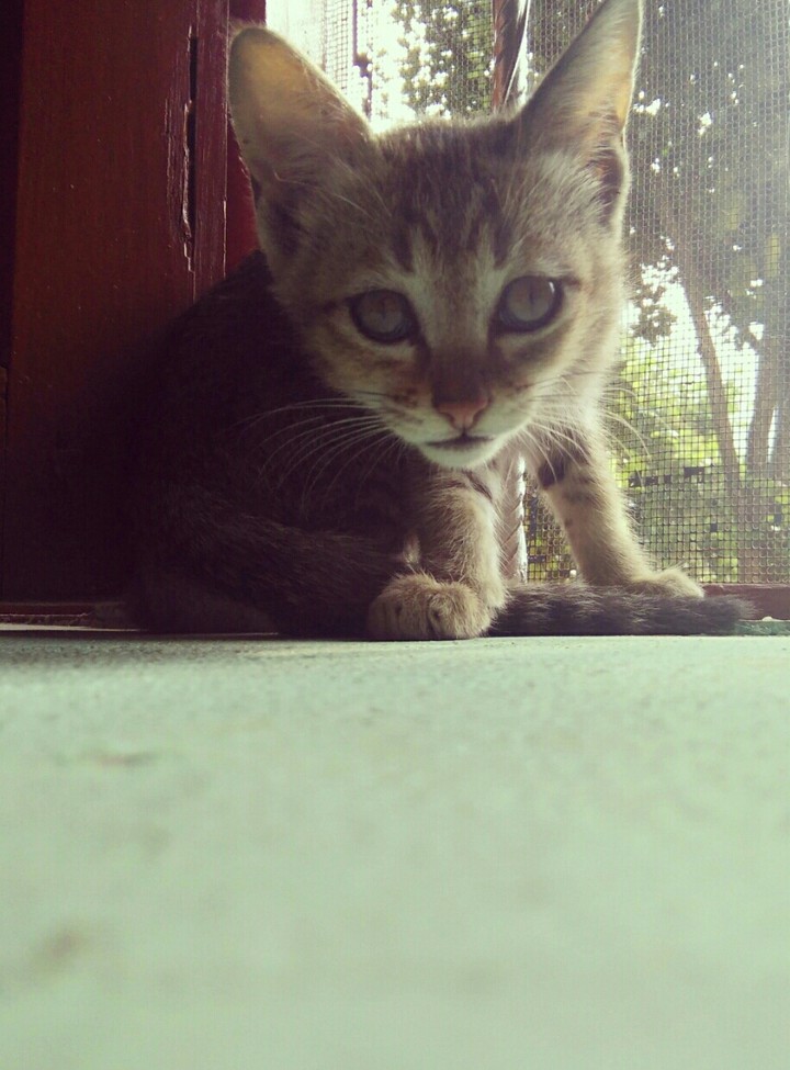 Angry ketty 