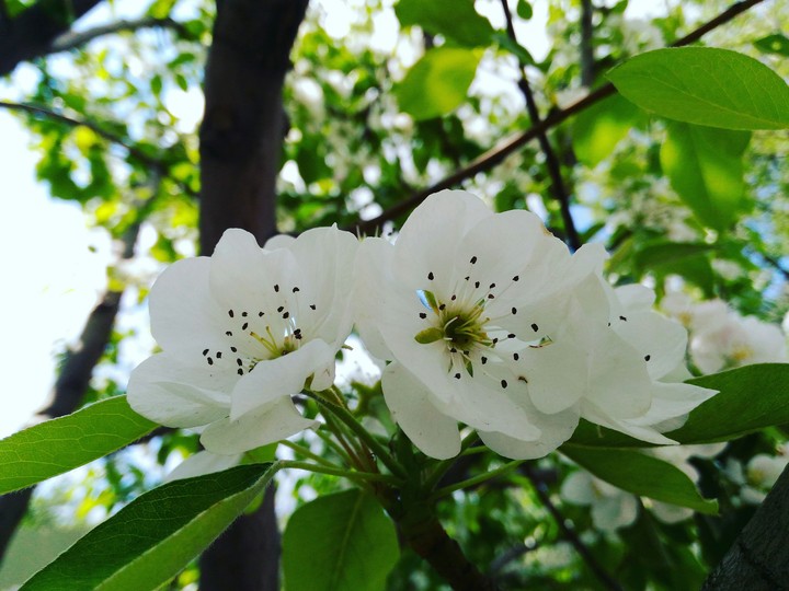 Flowers♡
