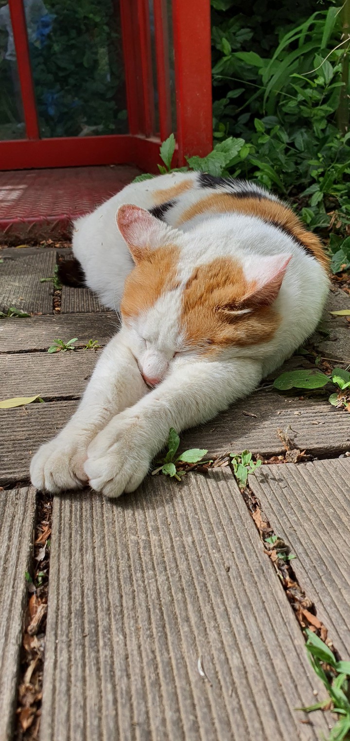 Wildcat  in SeoulForestPark