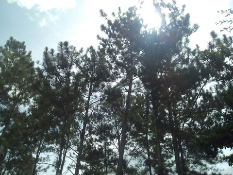 Trees