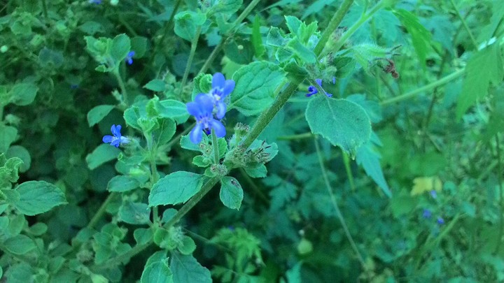 Amazing Purple Flower