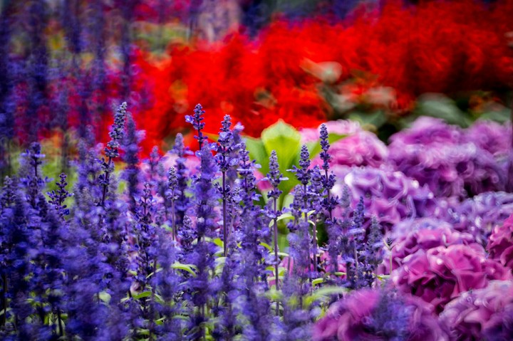 #Flowers❤
